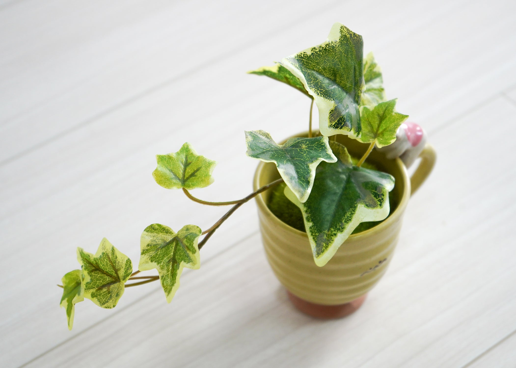 アイビー・こけ玉(1点物)