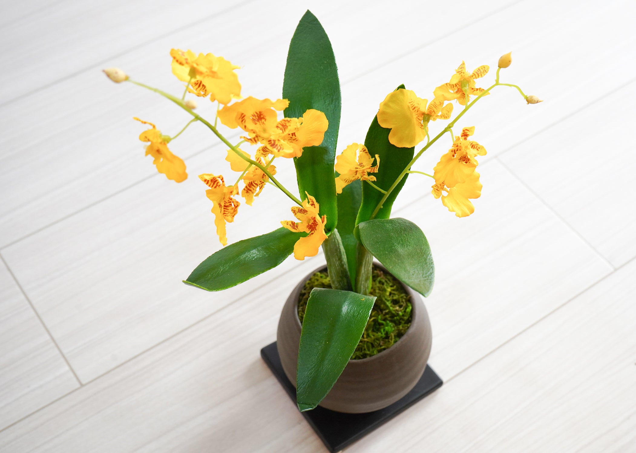 オンシジューム(1点物)