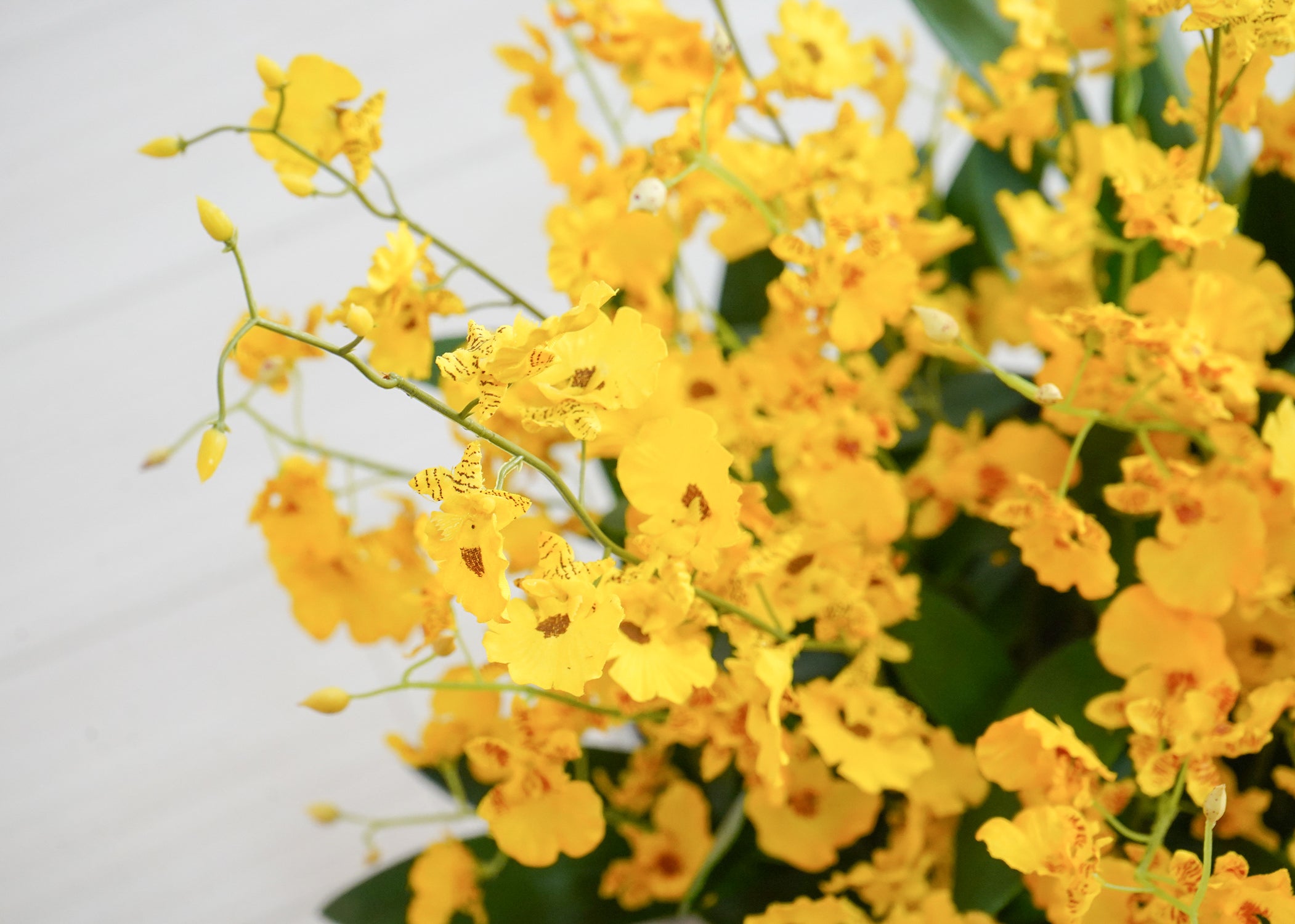 オンシジューム(1点物)