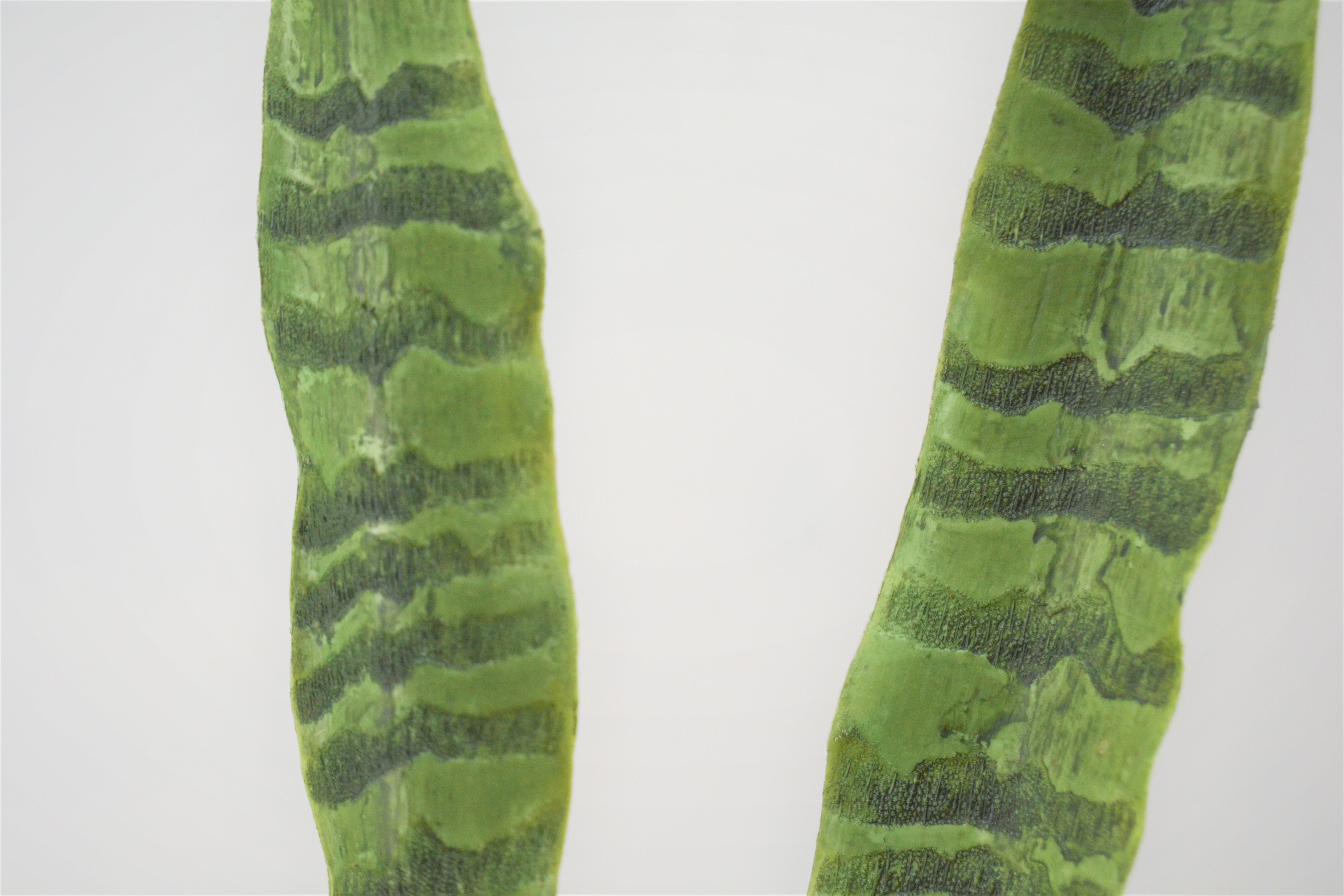 サンセベリア(1点物)