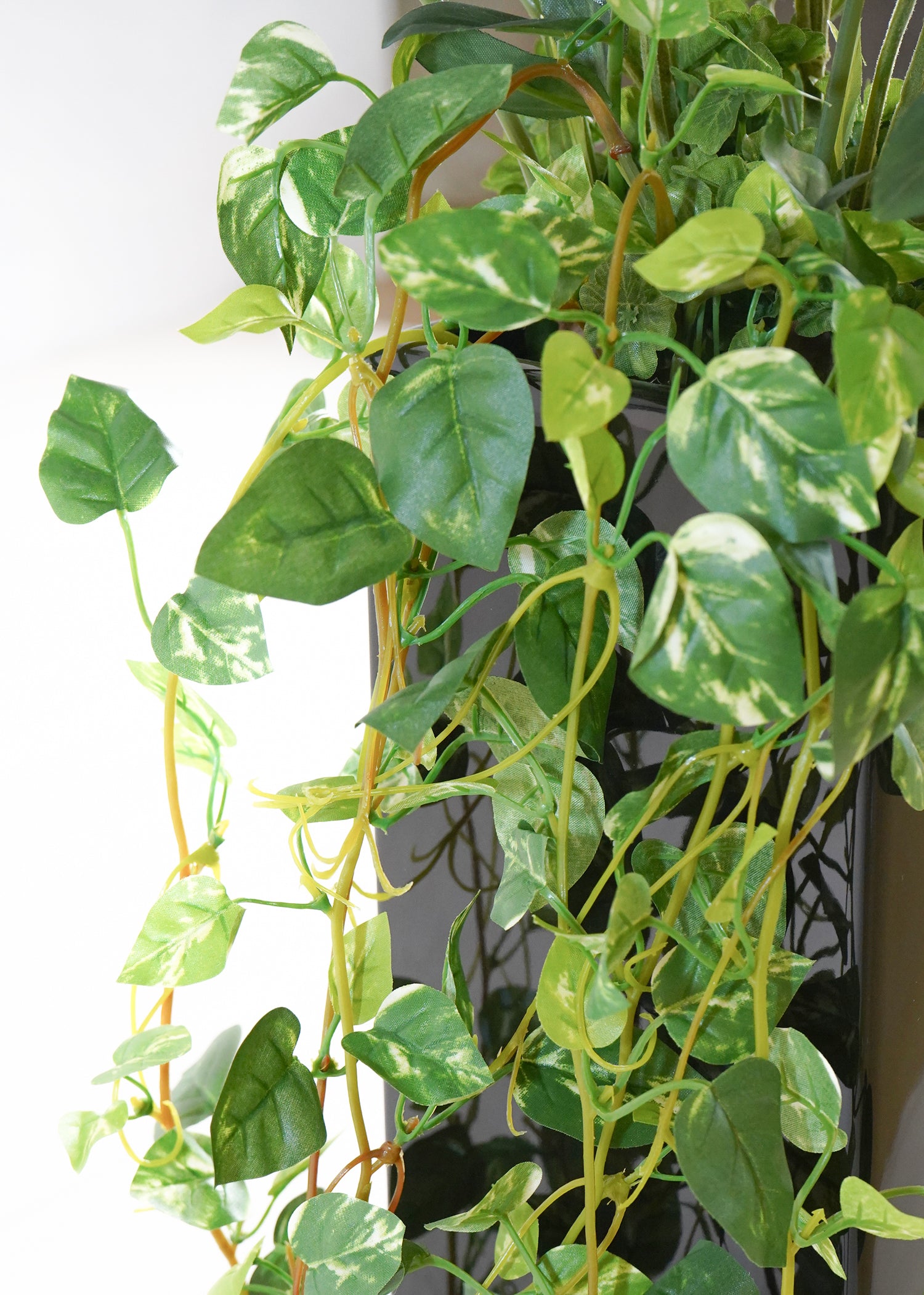 ポトス・ザミオ(1点物)