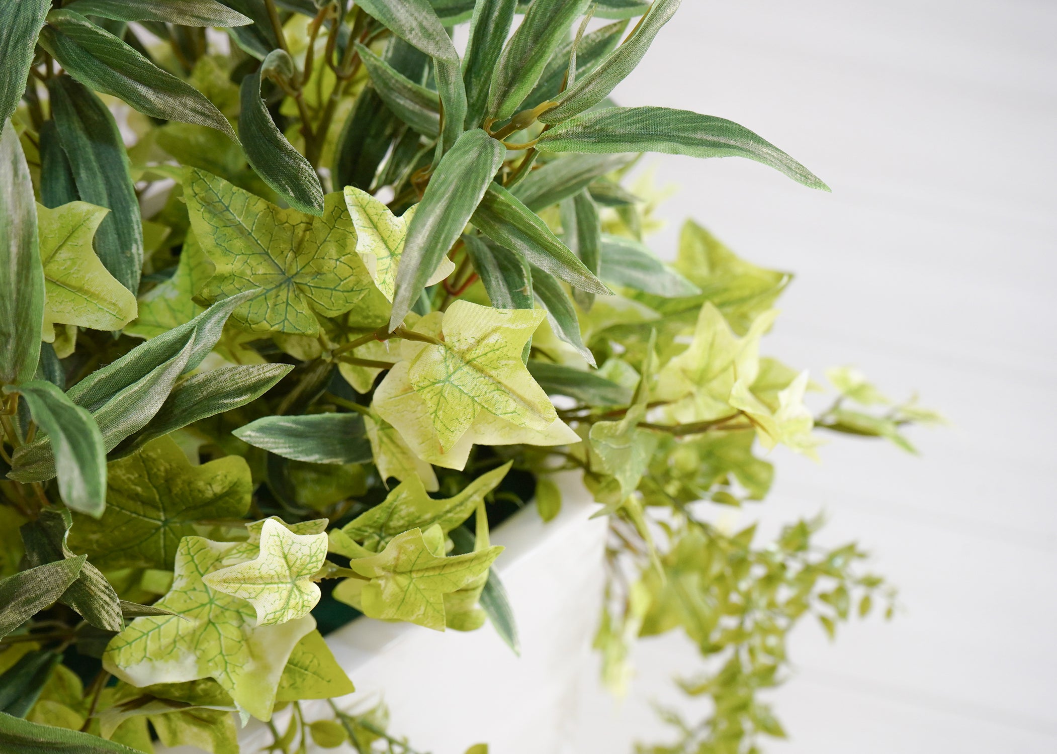 ドラセナ(1点物)