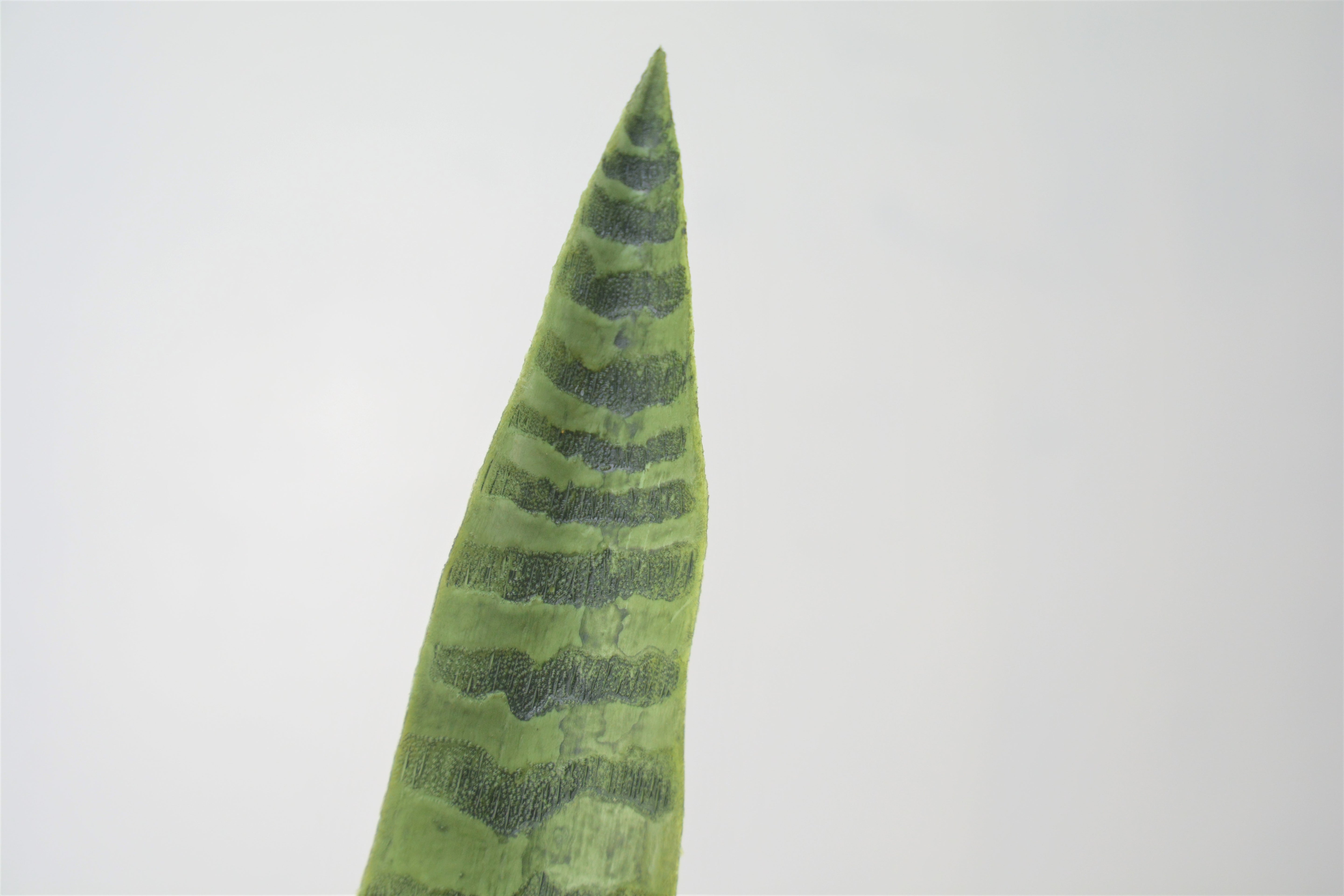 サンセベリア(1点物)