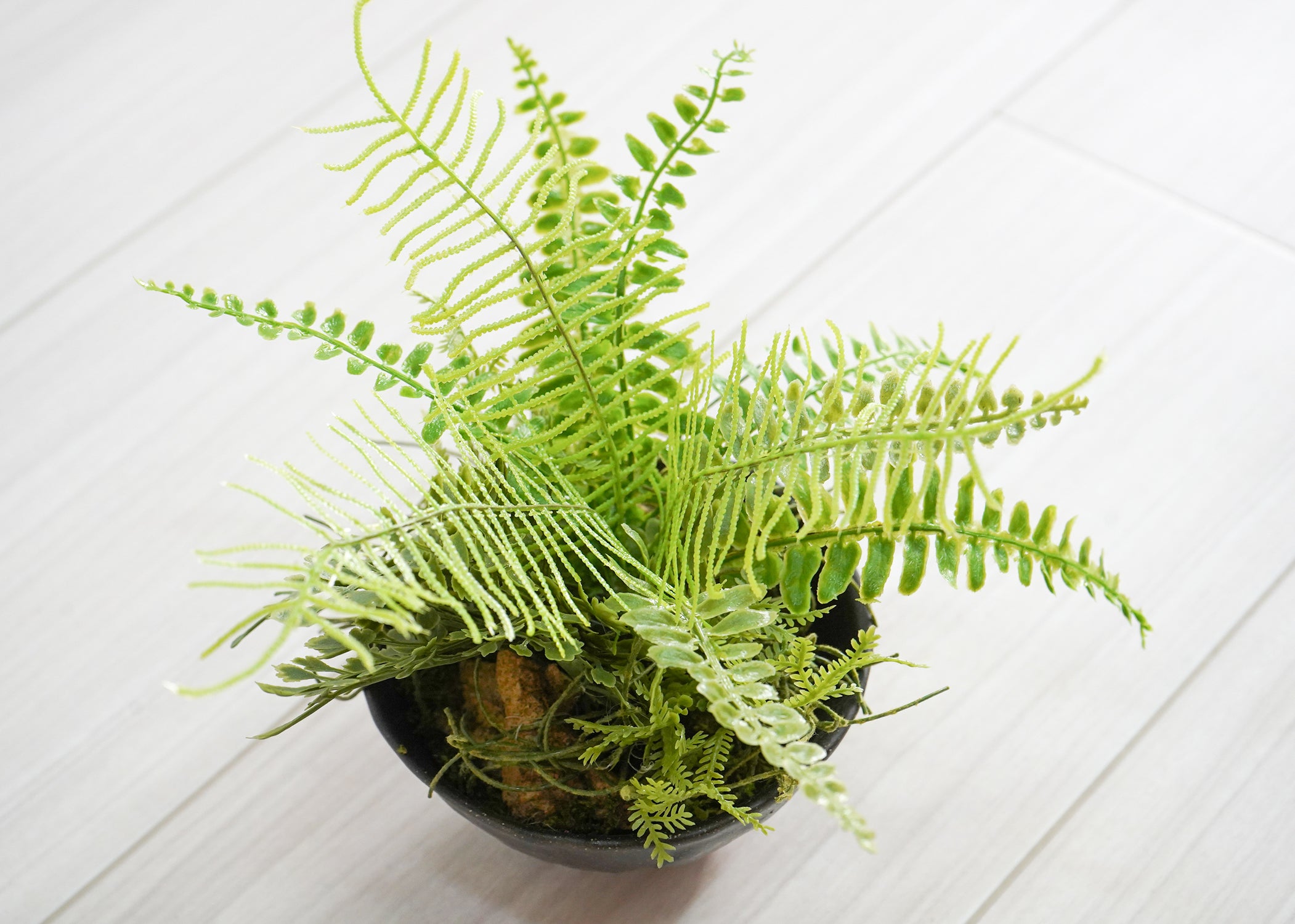 ファーン(1点物)