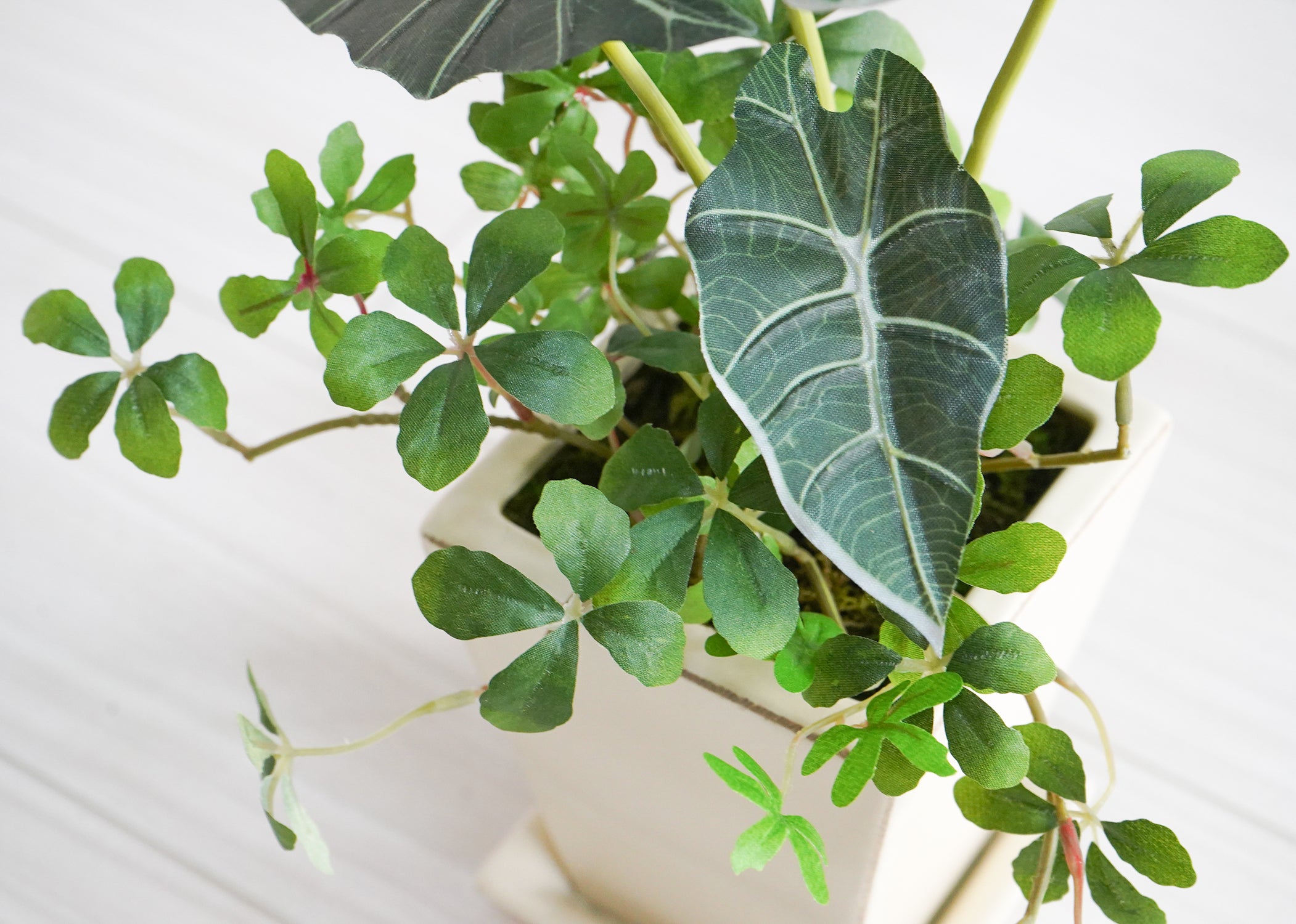 シュガーバイン・タロイモ(1点物)