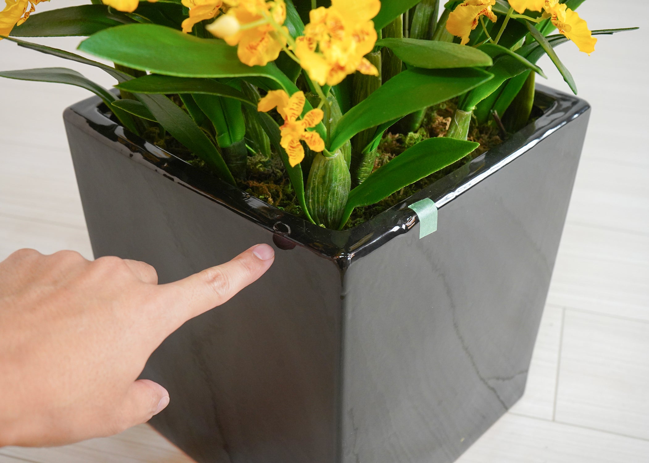 オンシジューム(1点物)