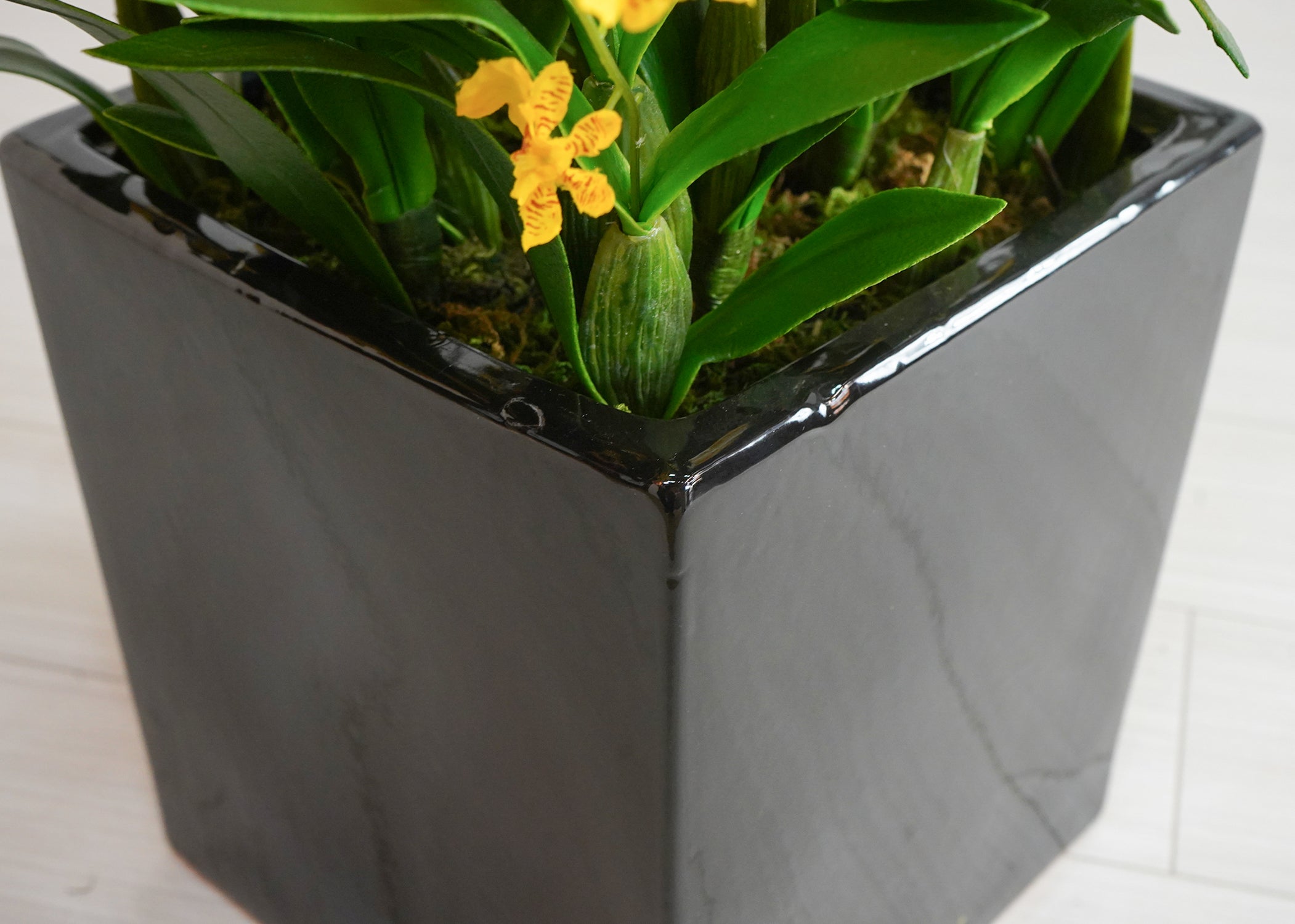 オンシジューム(1点物)