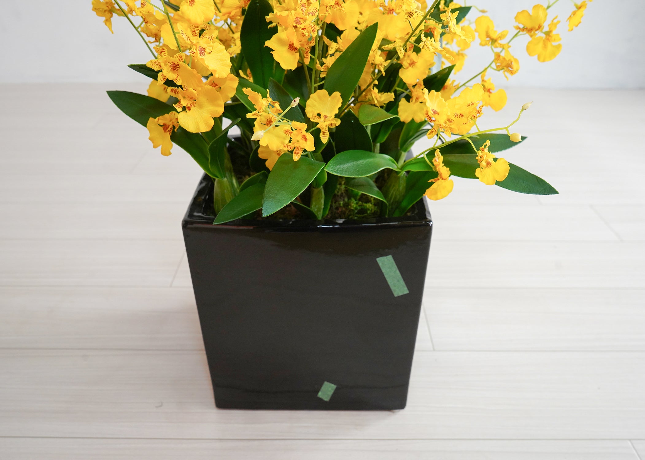 オンシジューム(1点物)