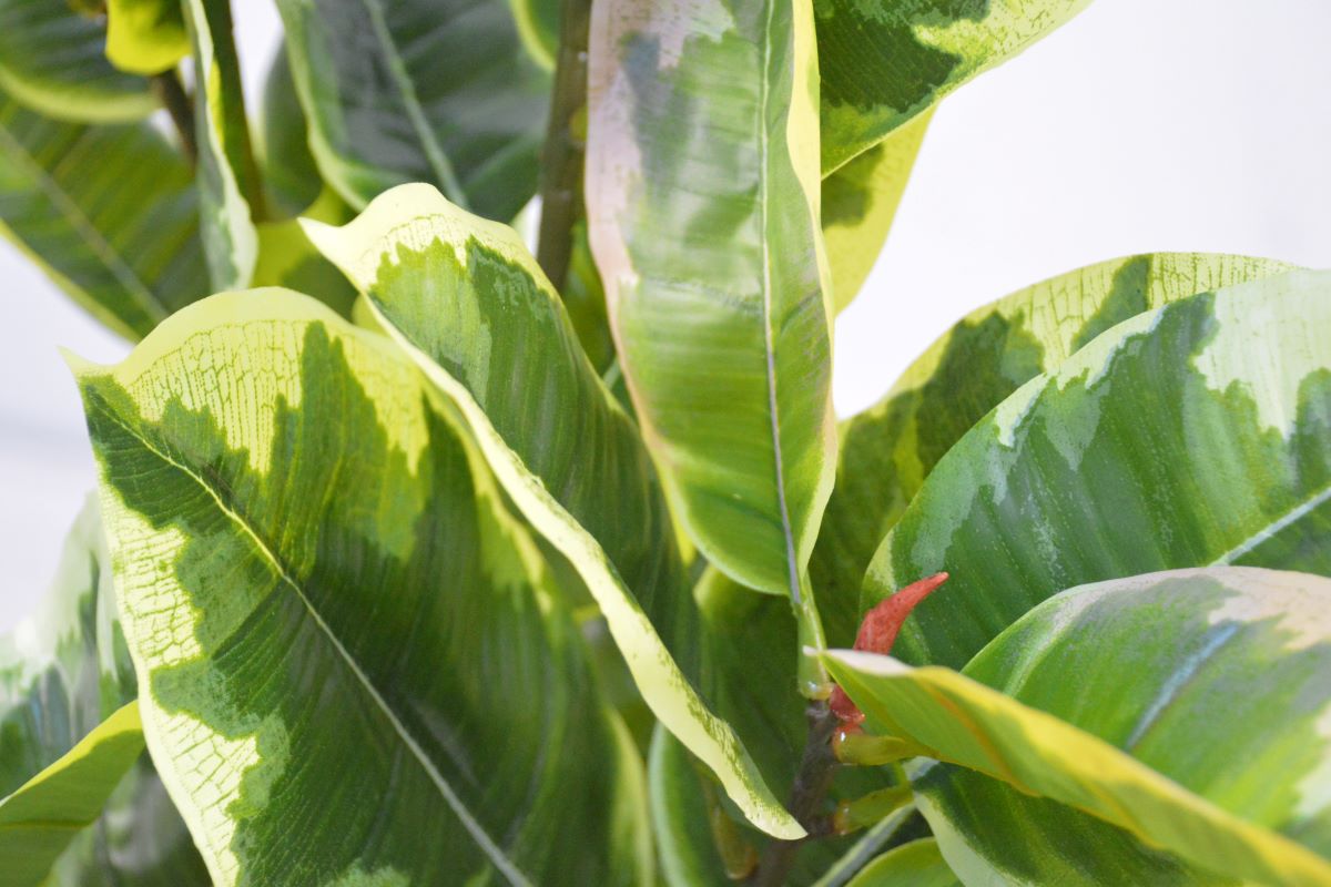 アルテシマ(1点物)