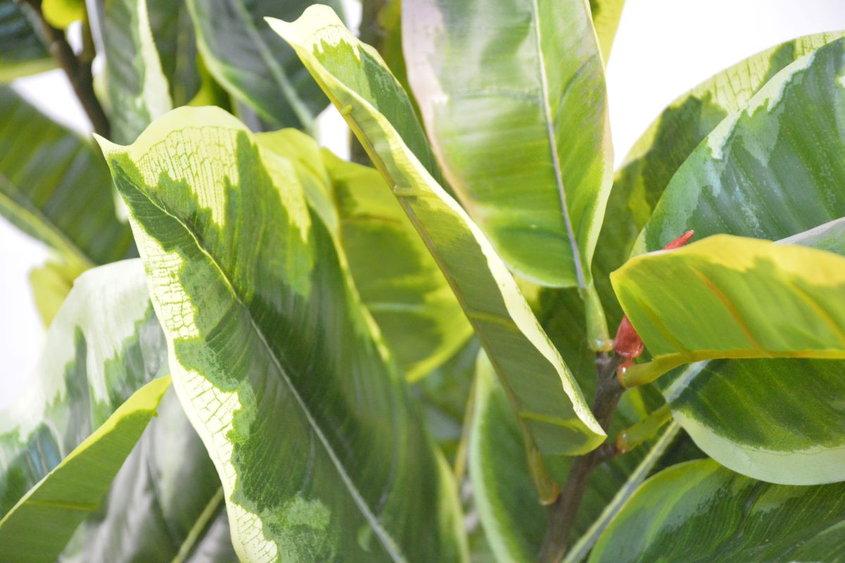 アルテシマ(1点物)