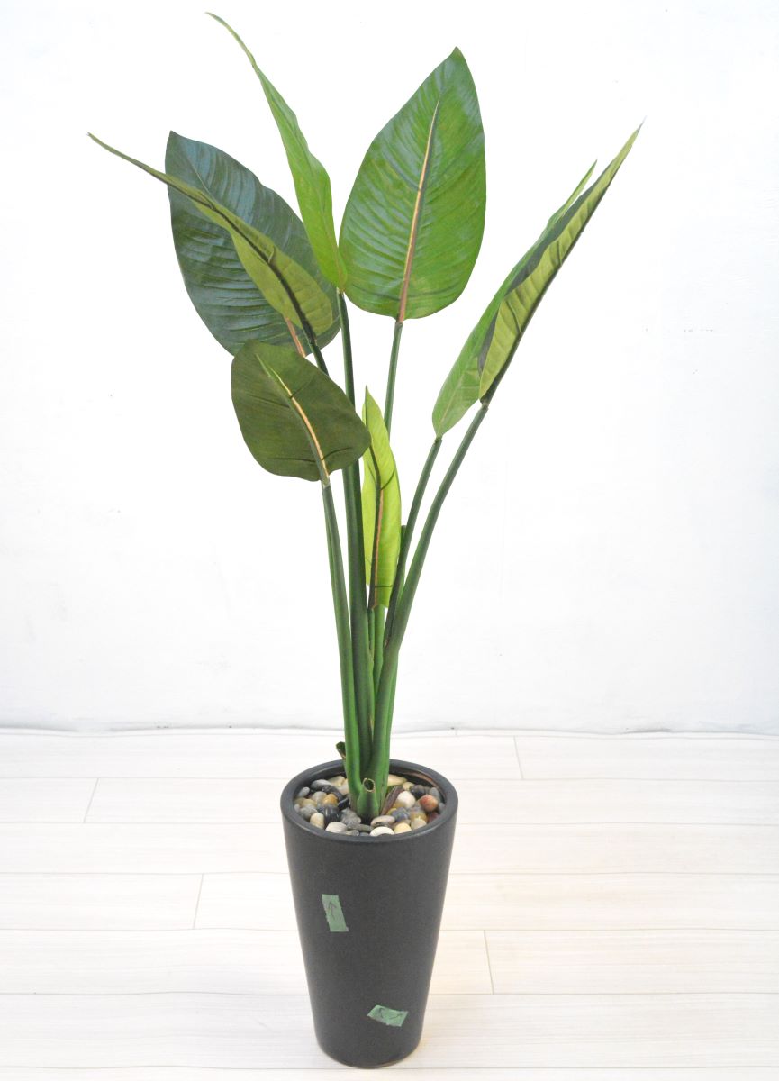 ストレチア(1点物)