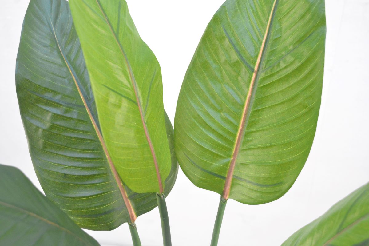 ストレチア(1点物)