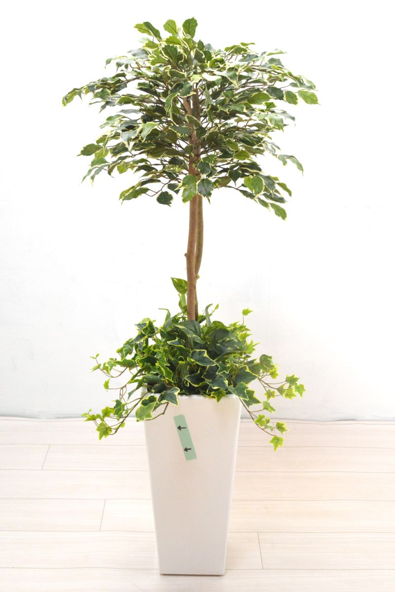 斑入りベンジャミン寄せ植え(1点物)