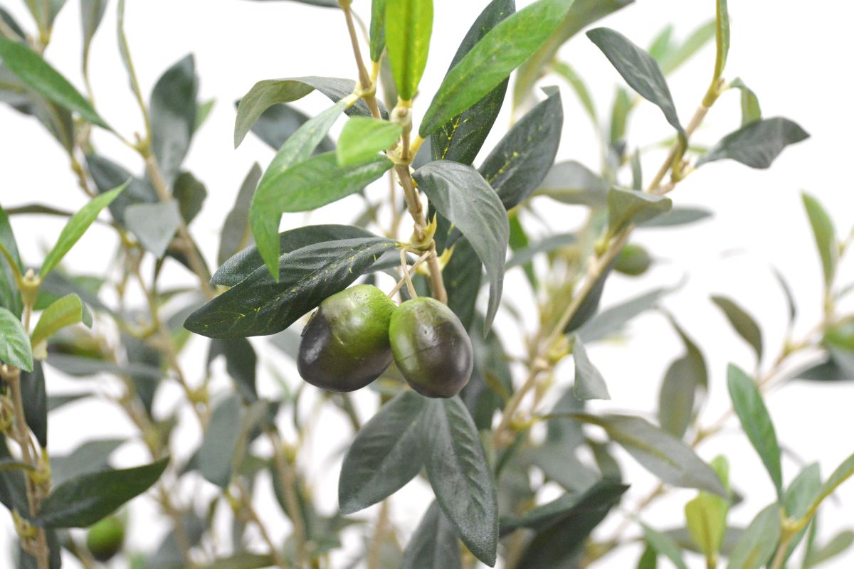 オリーブ(1点物)