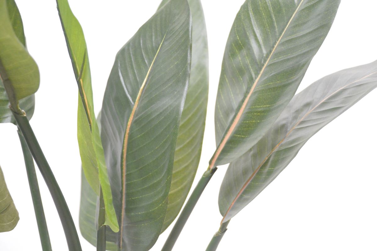 ストレチア(1点物)