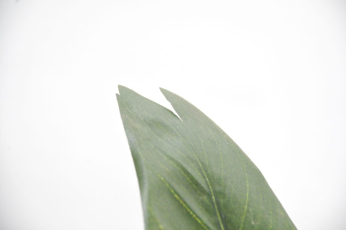 ストレチア(1点物)