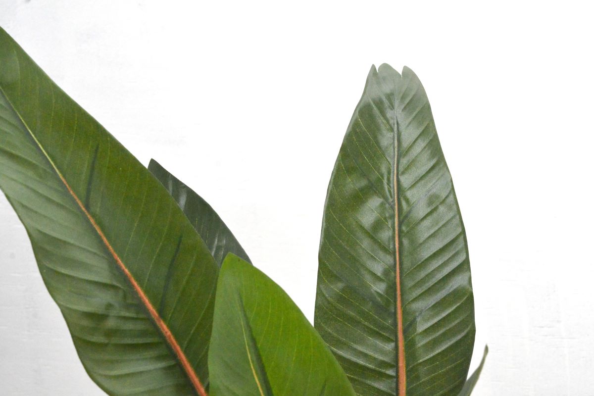 ストレチア(1点物)