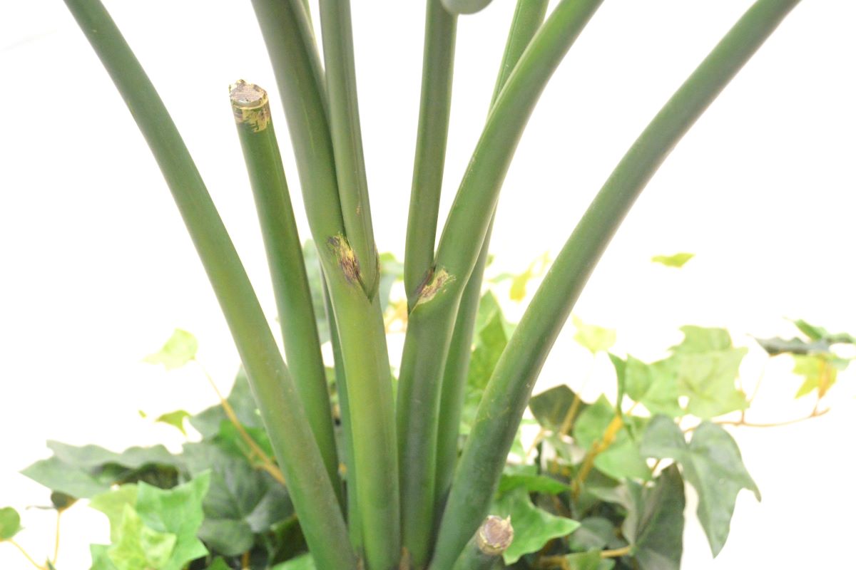 ストレチア(1点物)