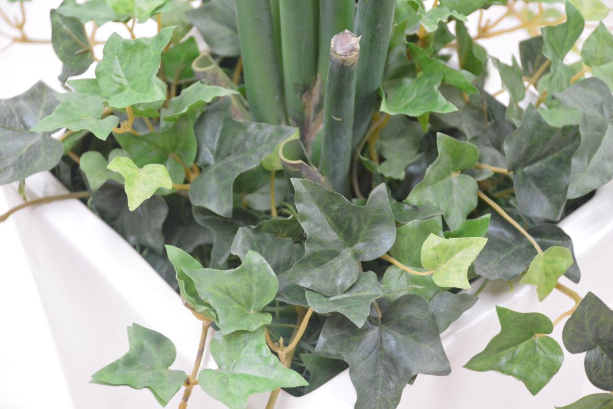 ストレチア(1点物)