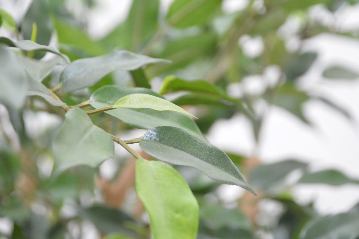 ミニベンジャミン(1点物)