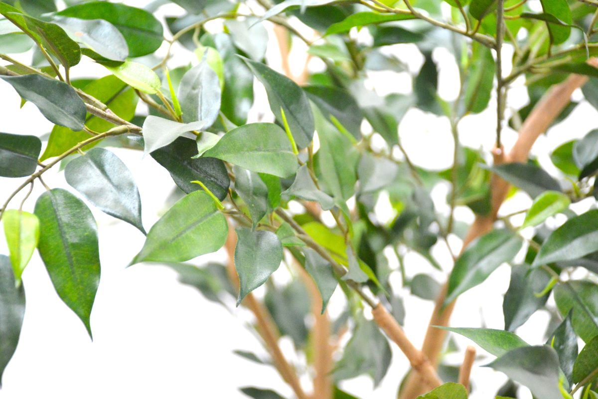 ミニベンジャミン(1点物)