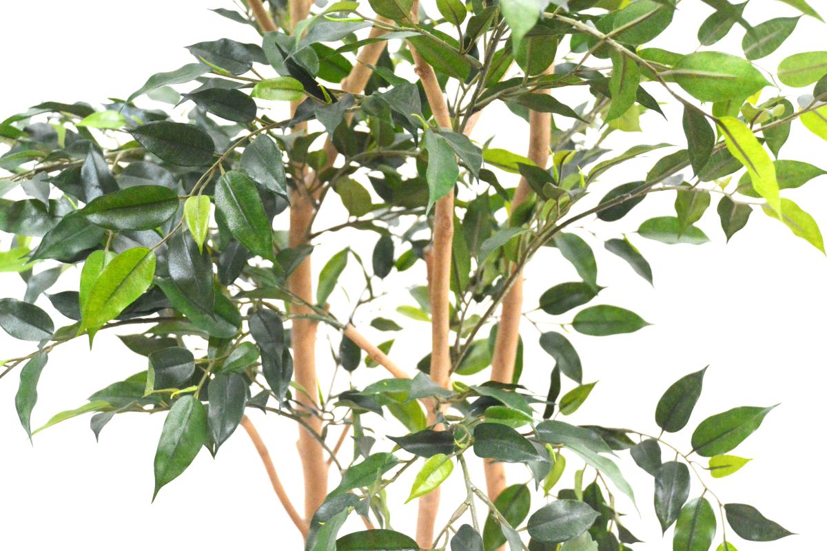 ミニベンジャミン(1点物)