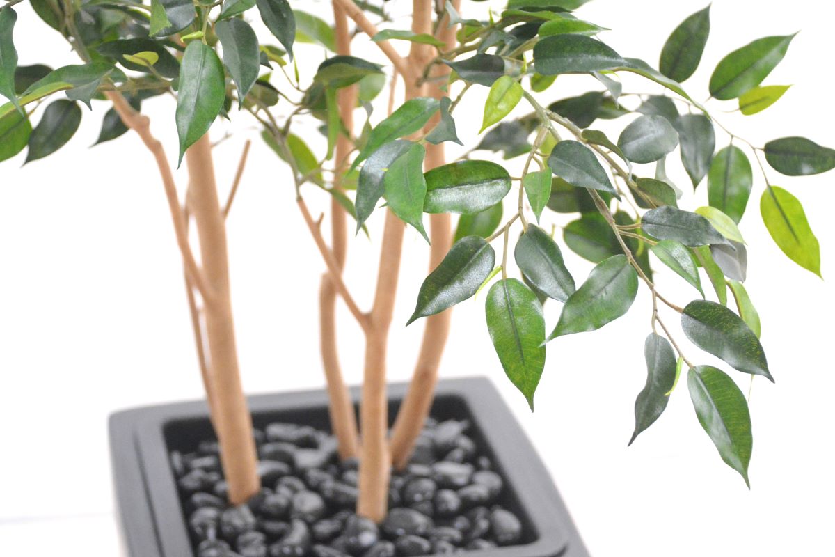 ミニベンジャミン(1点物)