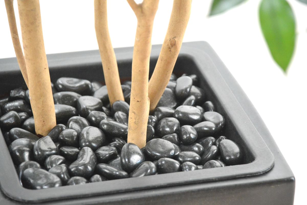 ミニベンジャミン(1点物)