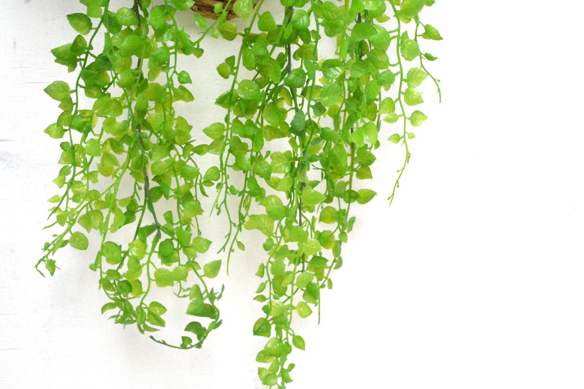 グリーンアレンジ壁掛け(1点物)