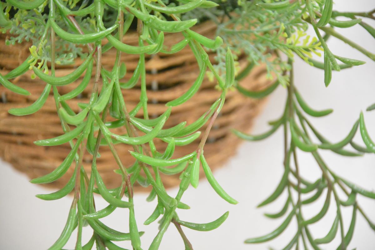 グリーンアレンジ壁掛け(1点物)