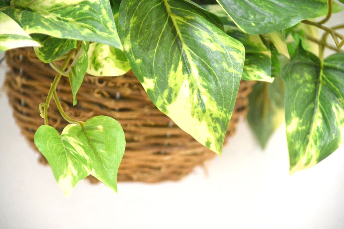 グリーンアレンジ壁掛け(1点物)