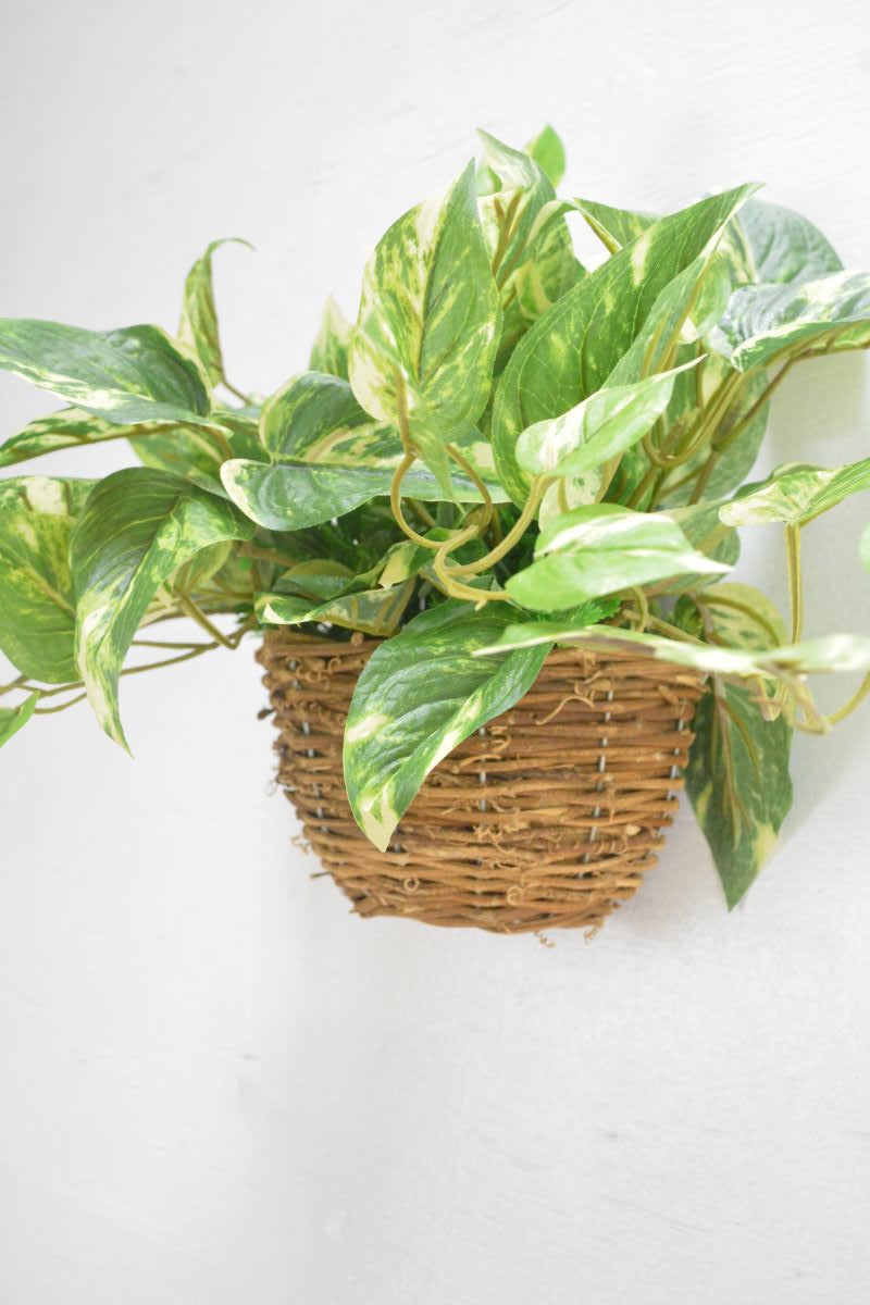 グリーンアレンジ壁掛け(1点物)