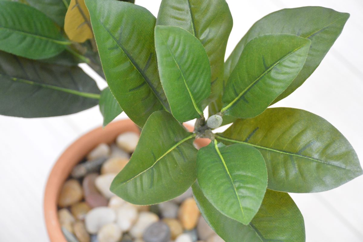 マグノリア(1点物)