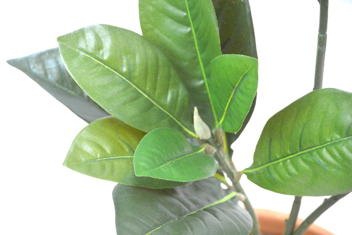 マグノリア(1点物)