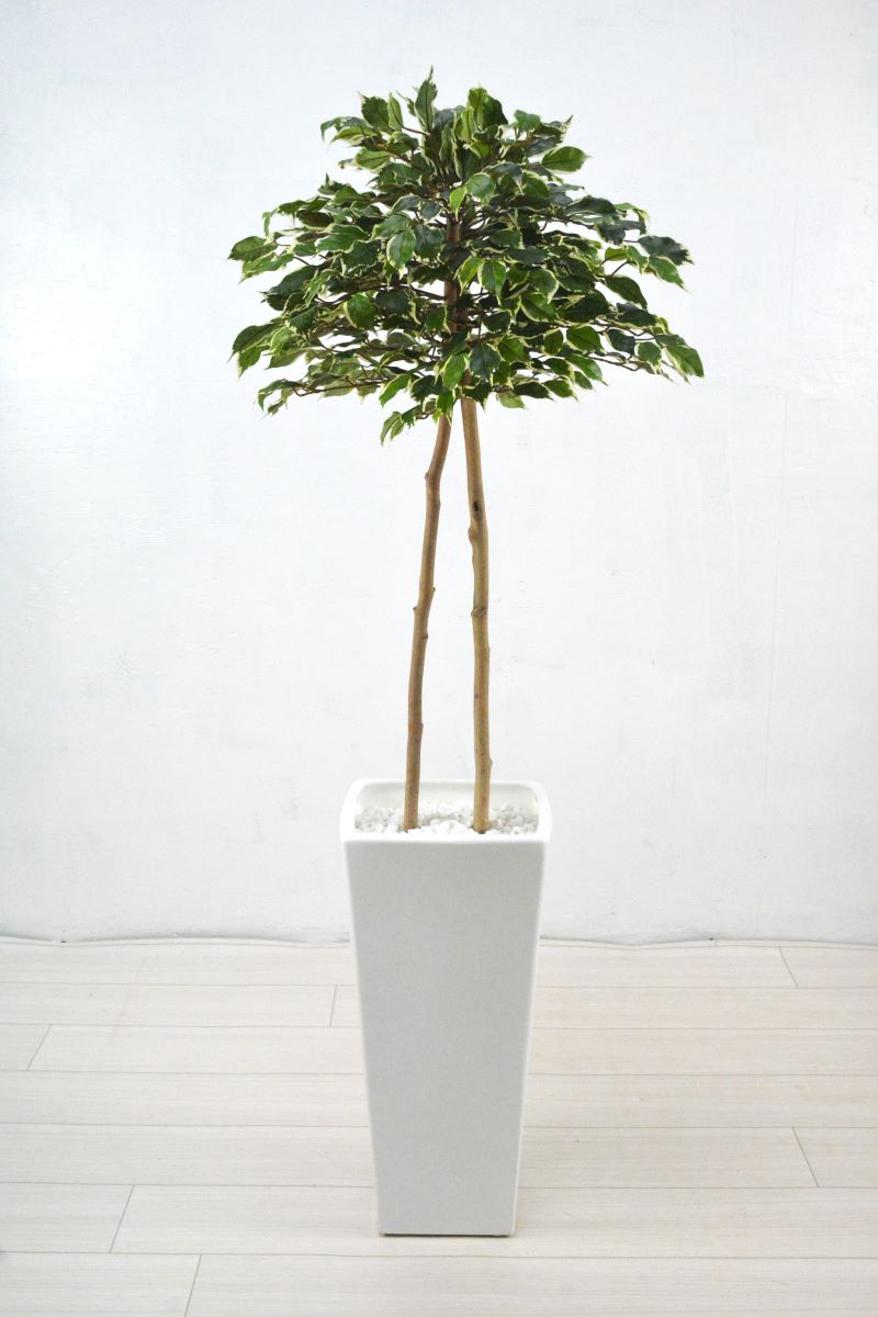 ベンジャミン(1点物)