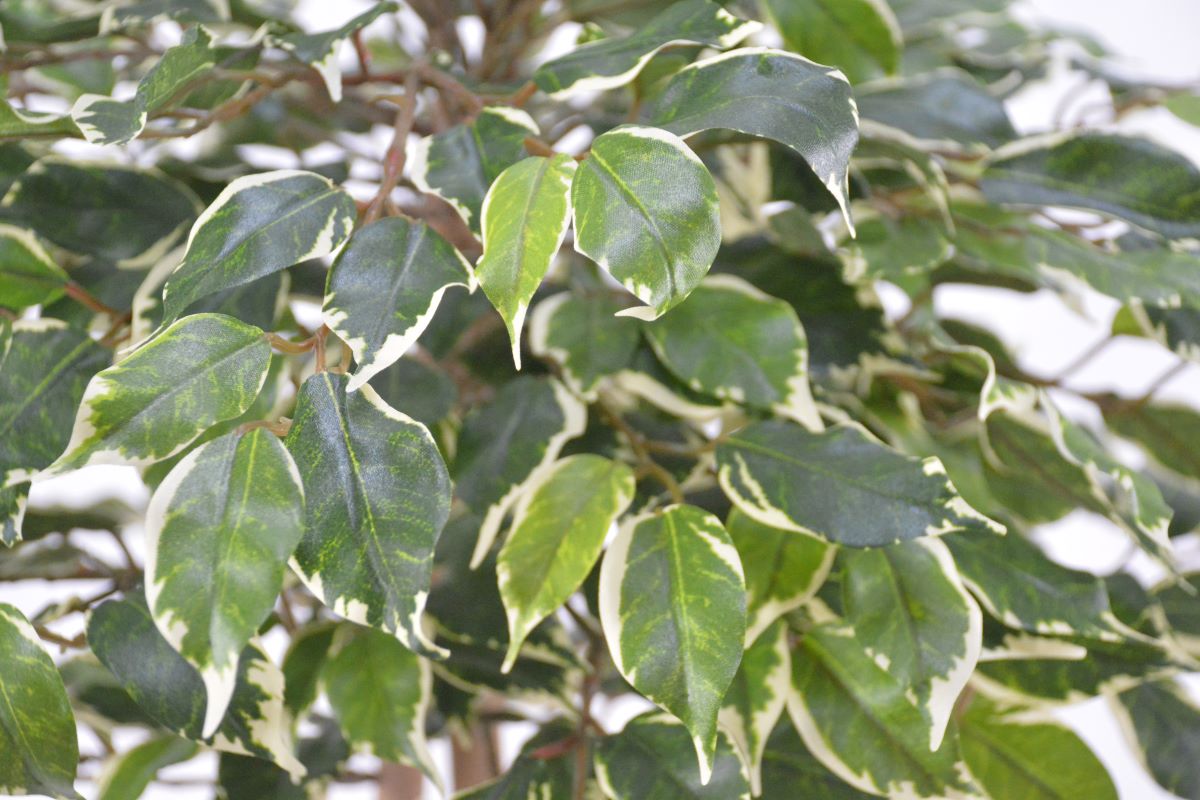 ベンジャミン(1点物)