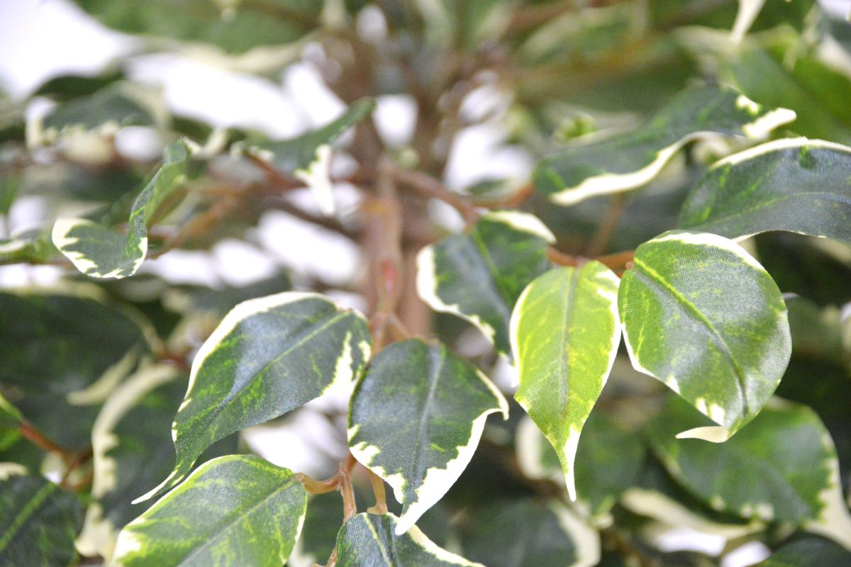 ベンジャミン(1点物)