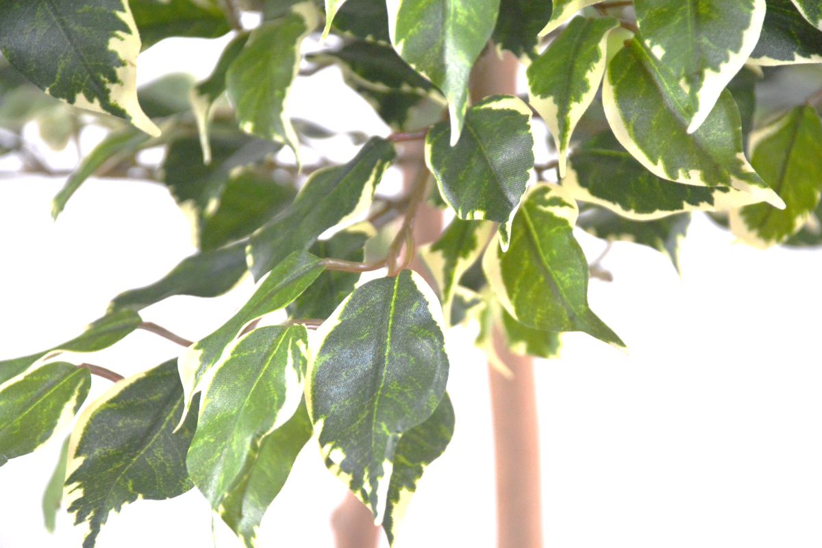 ベンジャミン(1点物)