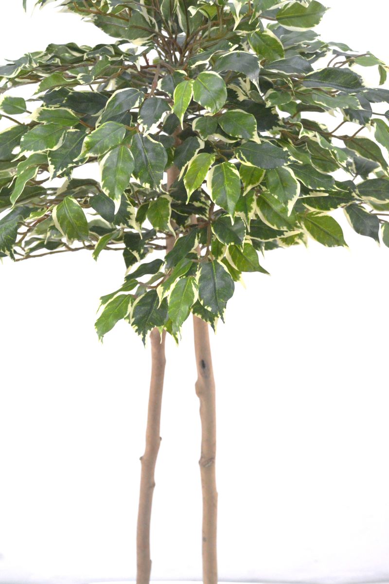 ベンジャミン(1点物)