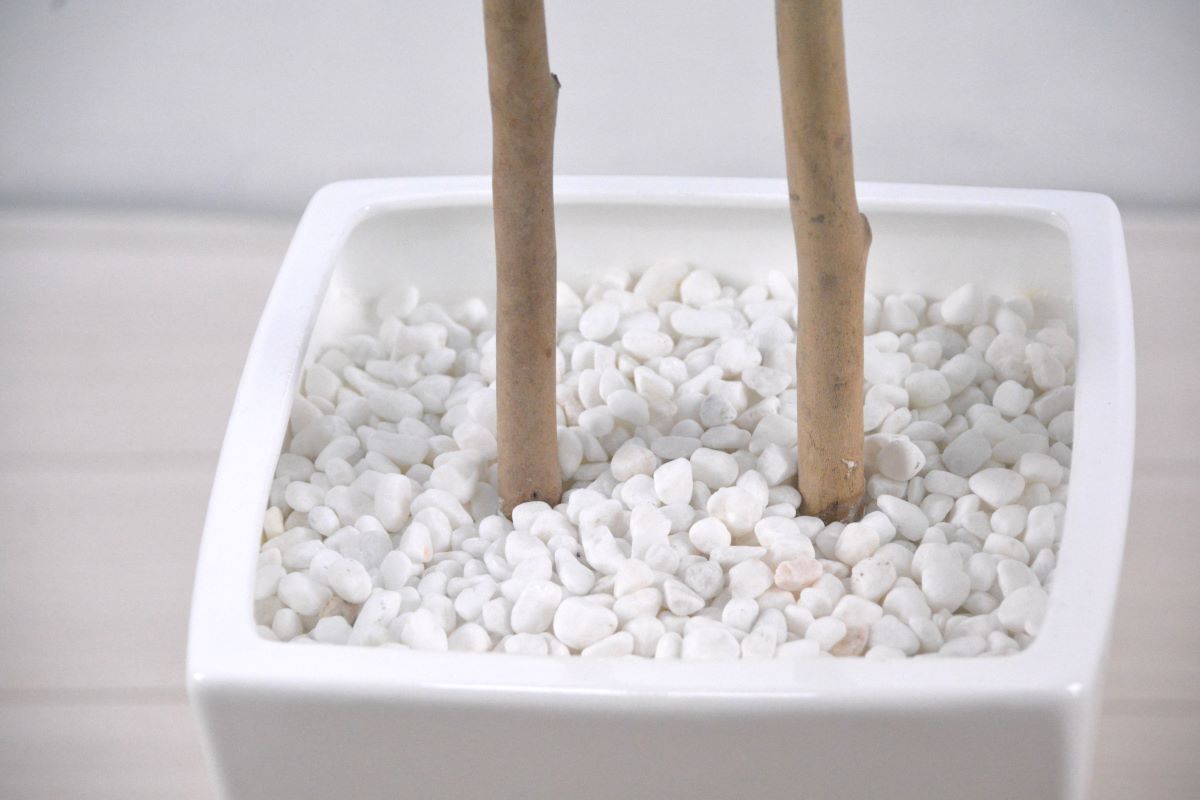 ベンジャミン(1点物)