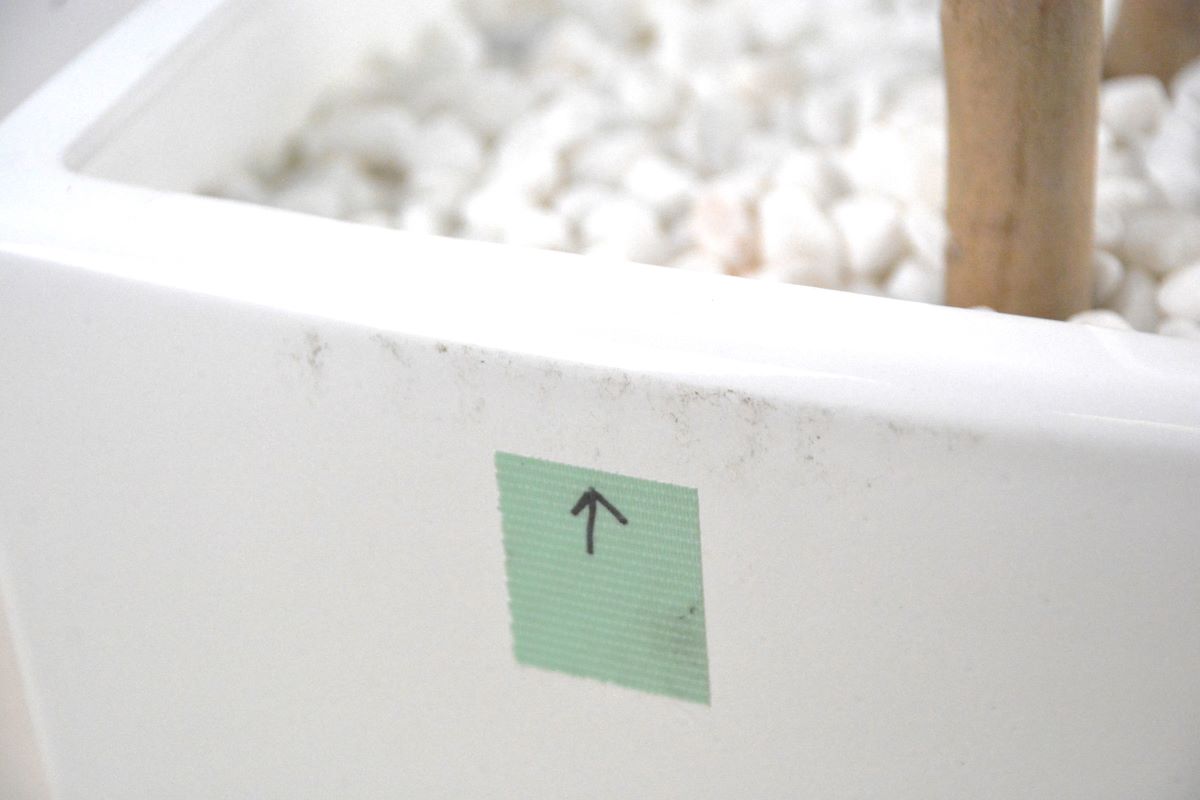 ベンジャミン(1点物)