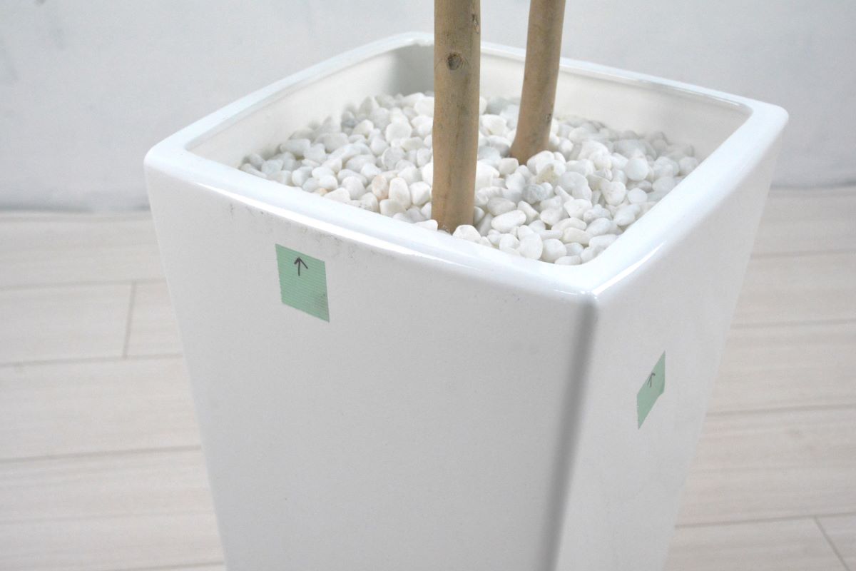 ベンジャミン(1点物)