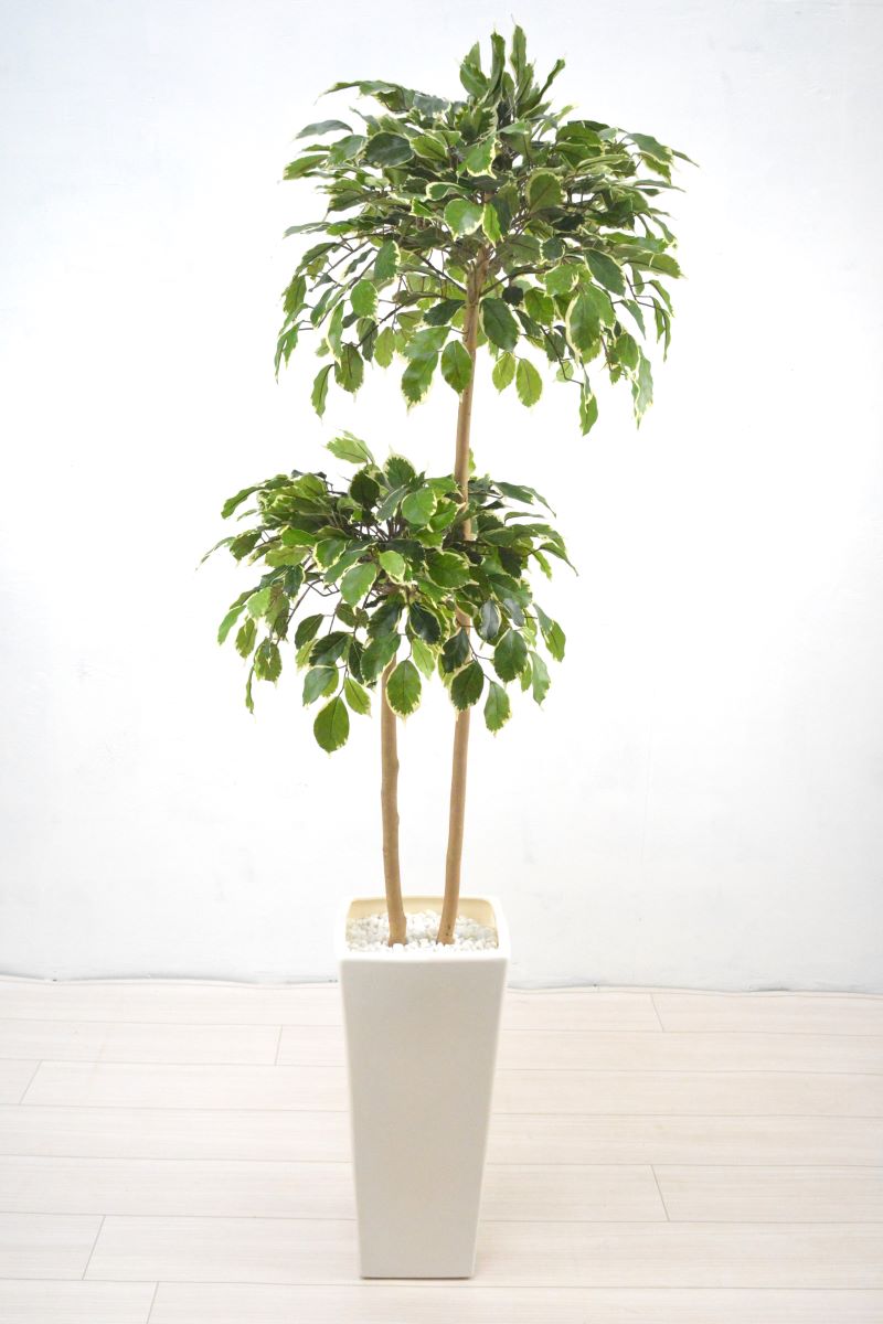 斑入りベンジャミンダブル(1点物)