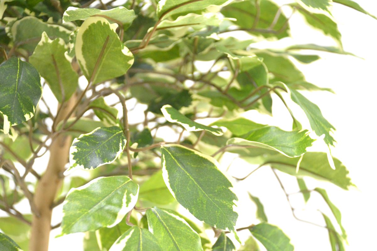 斑入りベンジャミンダブル(1点物)