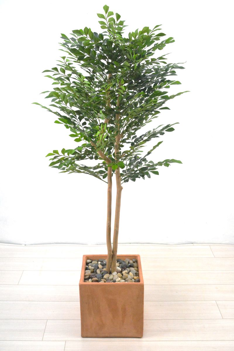 トネリコ(1点物)