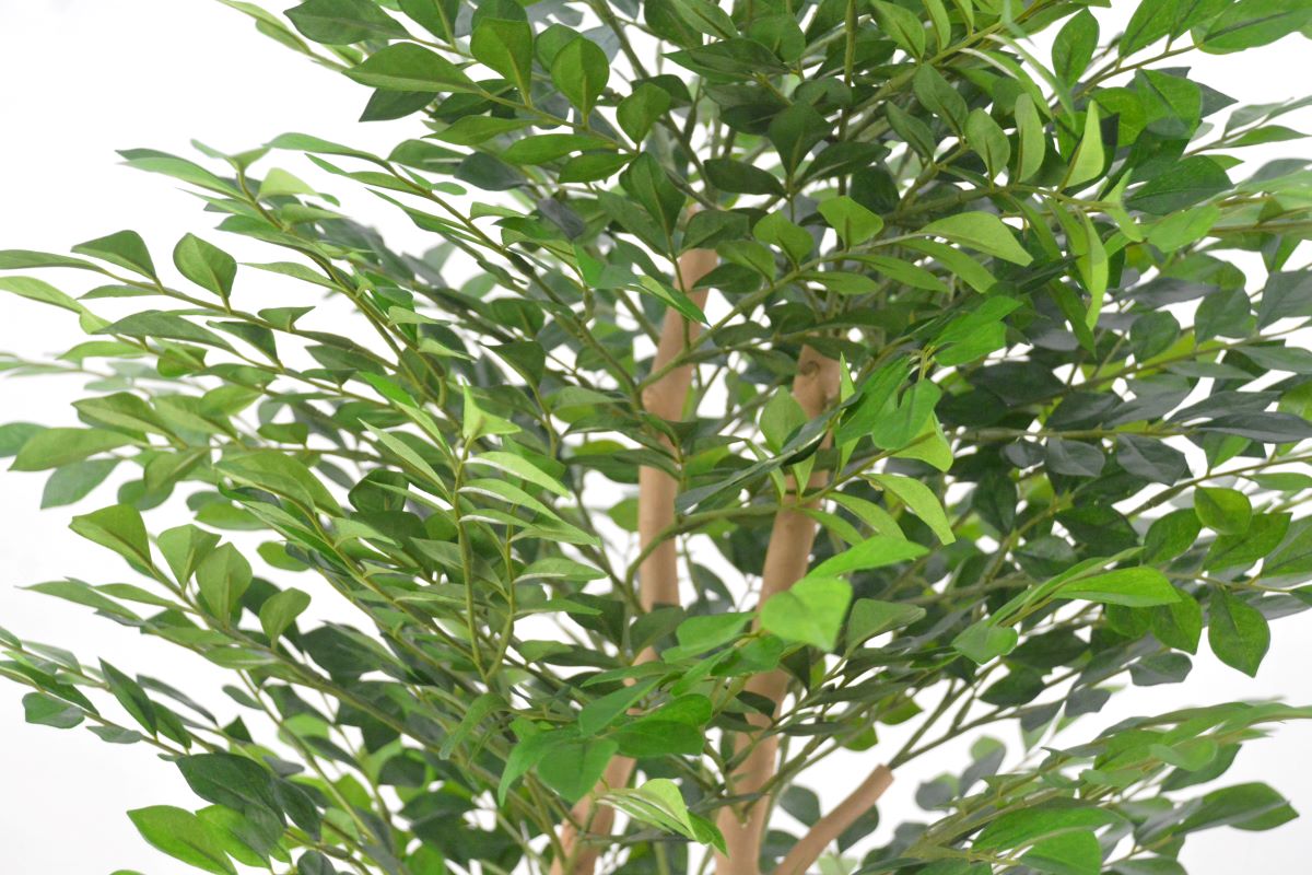 トネリコ(1点物)