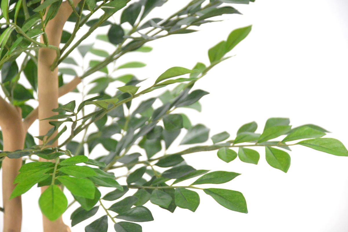 トネリコ(1点物)