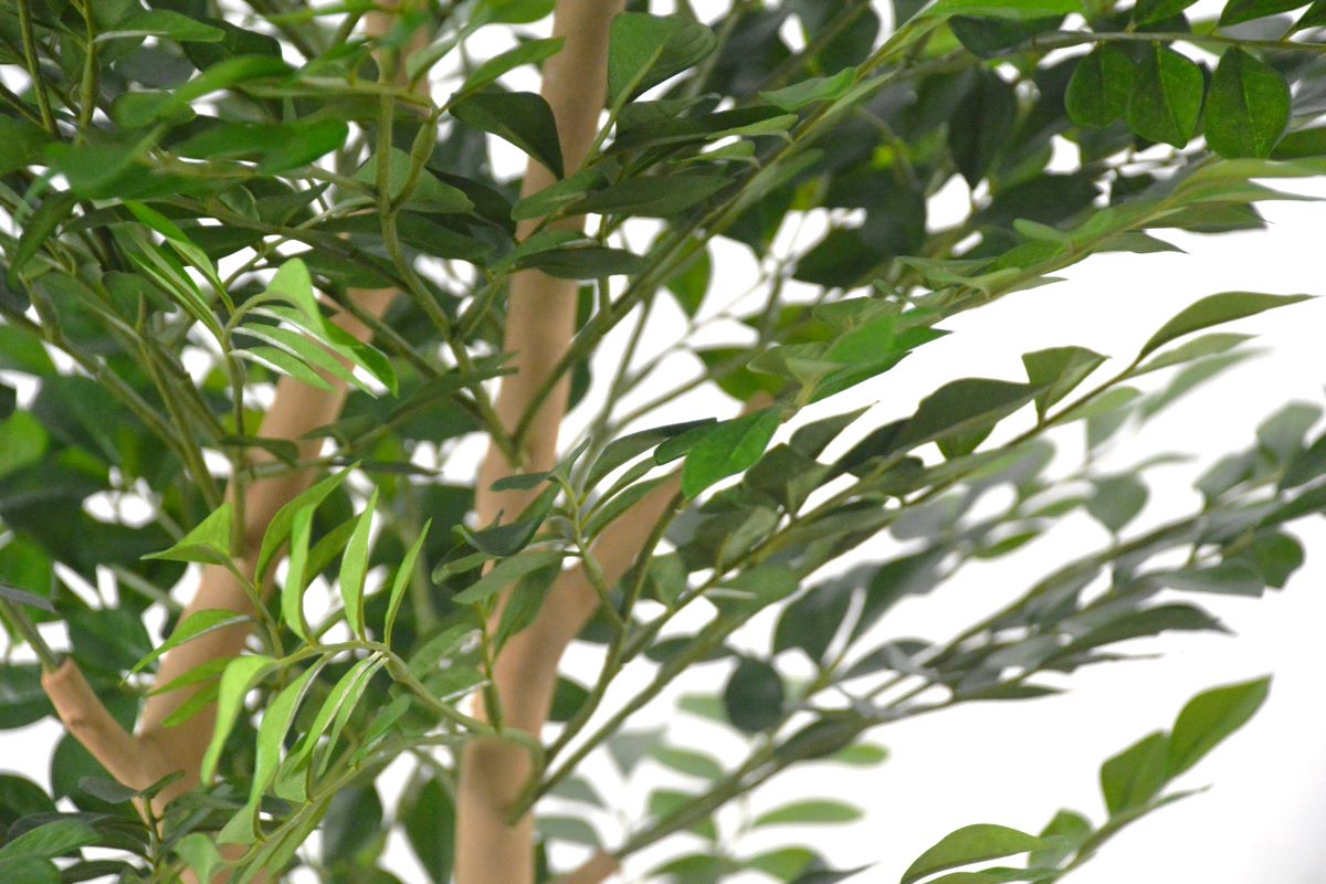 トネリコ(1点物)