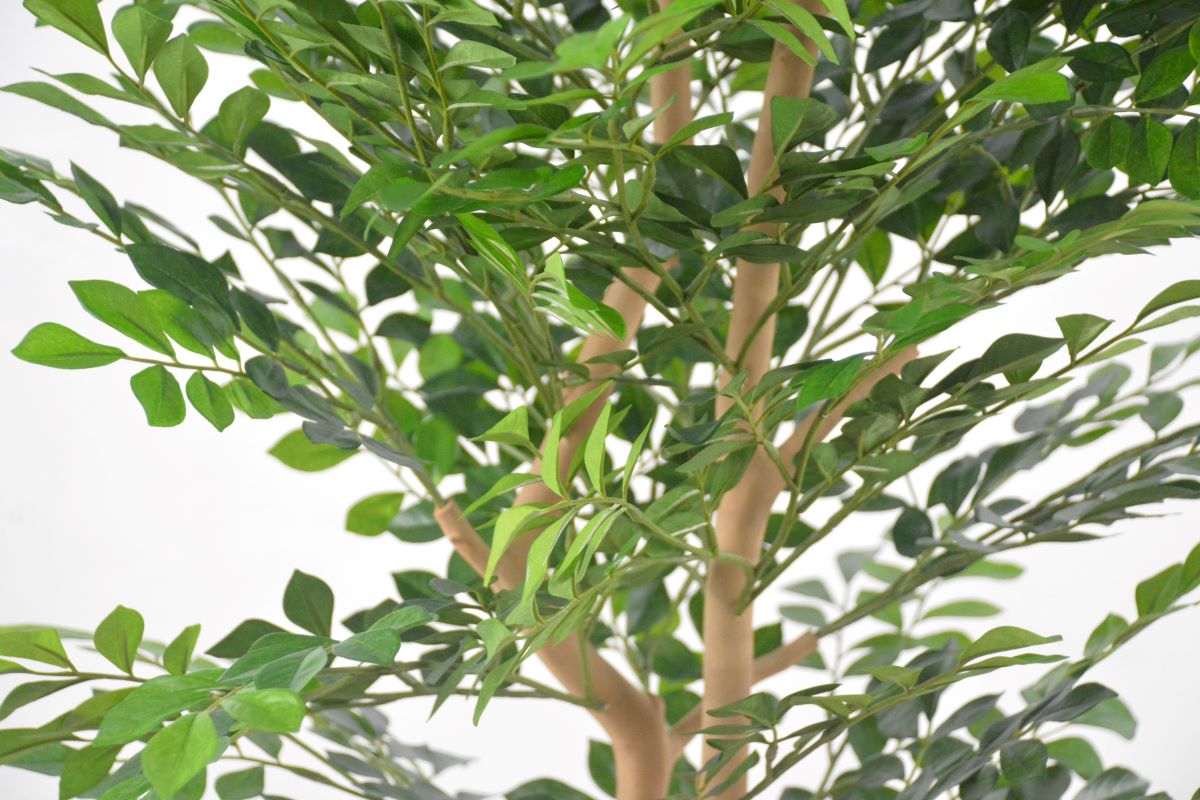 トネリコ(1点物)