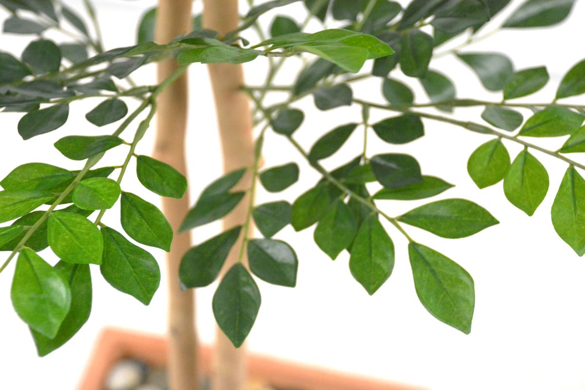 トネリコ(1点物)